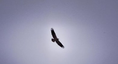 10168005_663237853757801_4424209984292237540_n